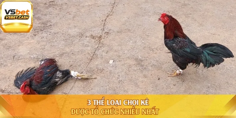3 thể loại chọi kê được tổ chức nhiều nhất