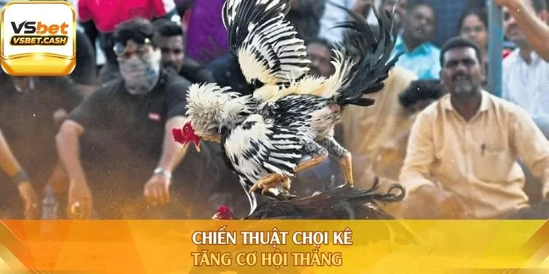 Chiến thuật chọi kê tăng cơ hội thắng
