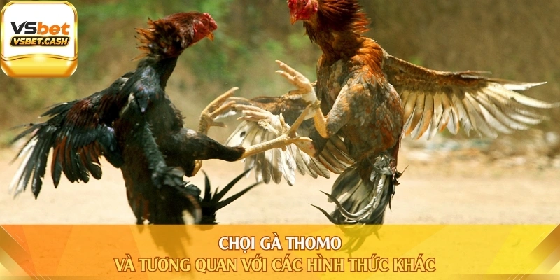 Chọi gà Thomo và tương quan với các hình thức khác