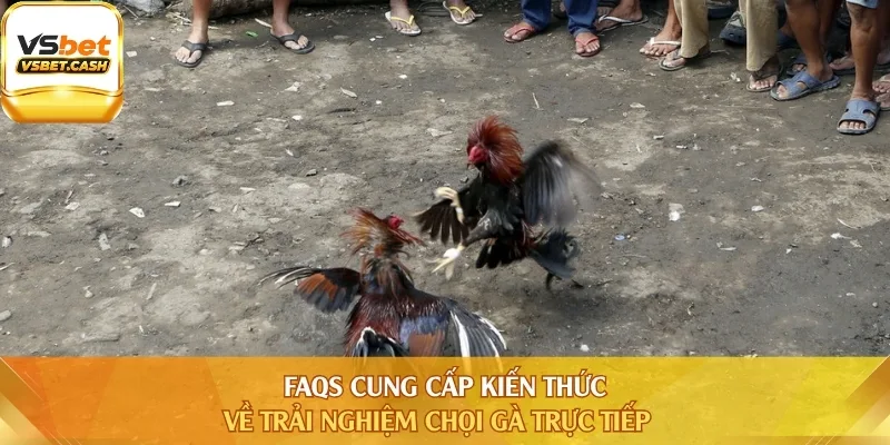 FAQs cung cấp kiến thức về trải nghiệm chọi gà trực tiếp