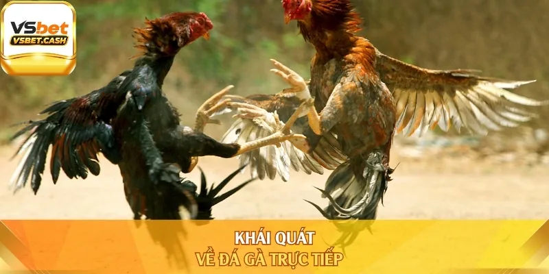 Khái quát về đá gà trực tiếp