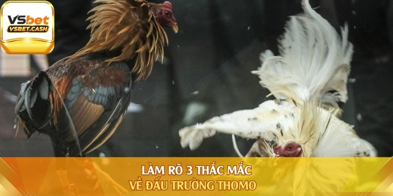 Làm rõ 3 thắc mắc về đấu trường Thomo