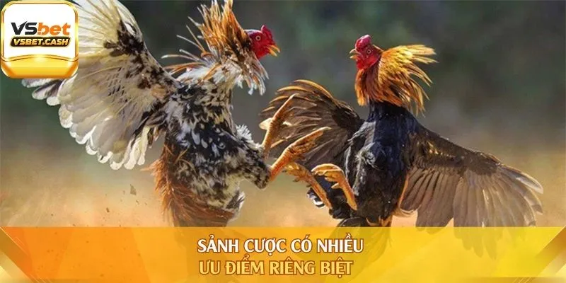 Sảnh cược có nhiều ưu điểm riêng biệt