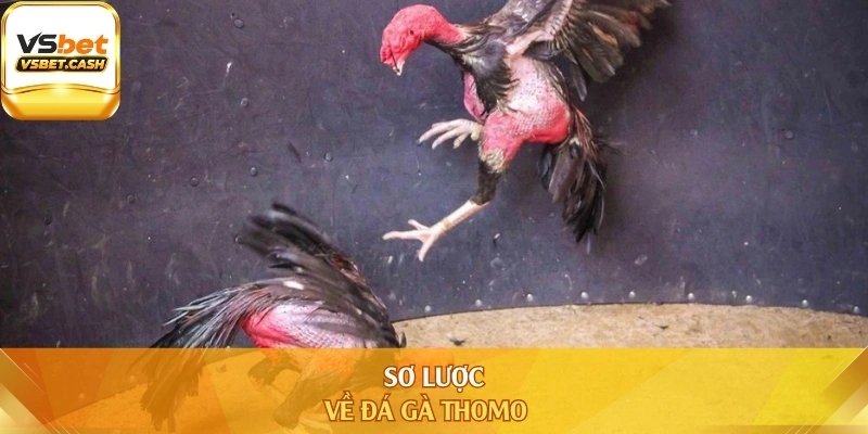 Sơ lược về đá gà Thomo